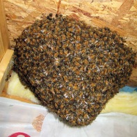 Winter Park Bee Removal